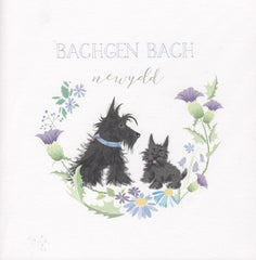 Bachgen Bach Newydd