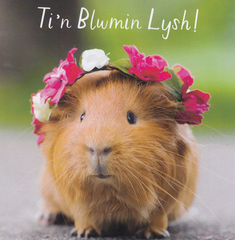 Ti'n Blwmin Lysh!