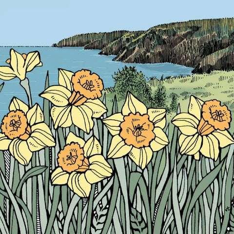 Pembrokeshire Daffodils |Cennin Pedr Sir Benfro