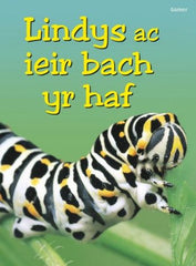 Lindys ac Ieir Bach yr Haf