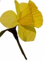 Daffodil Pin Badge|Bathodyn Pin Cenhinen Pedr